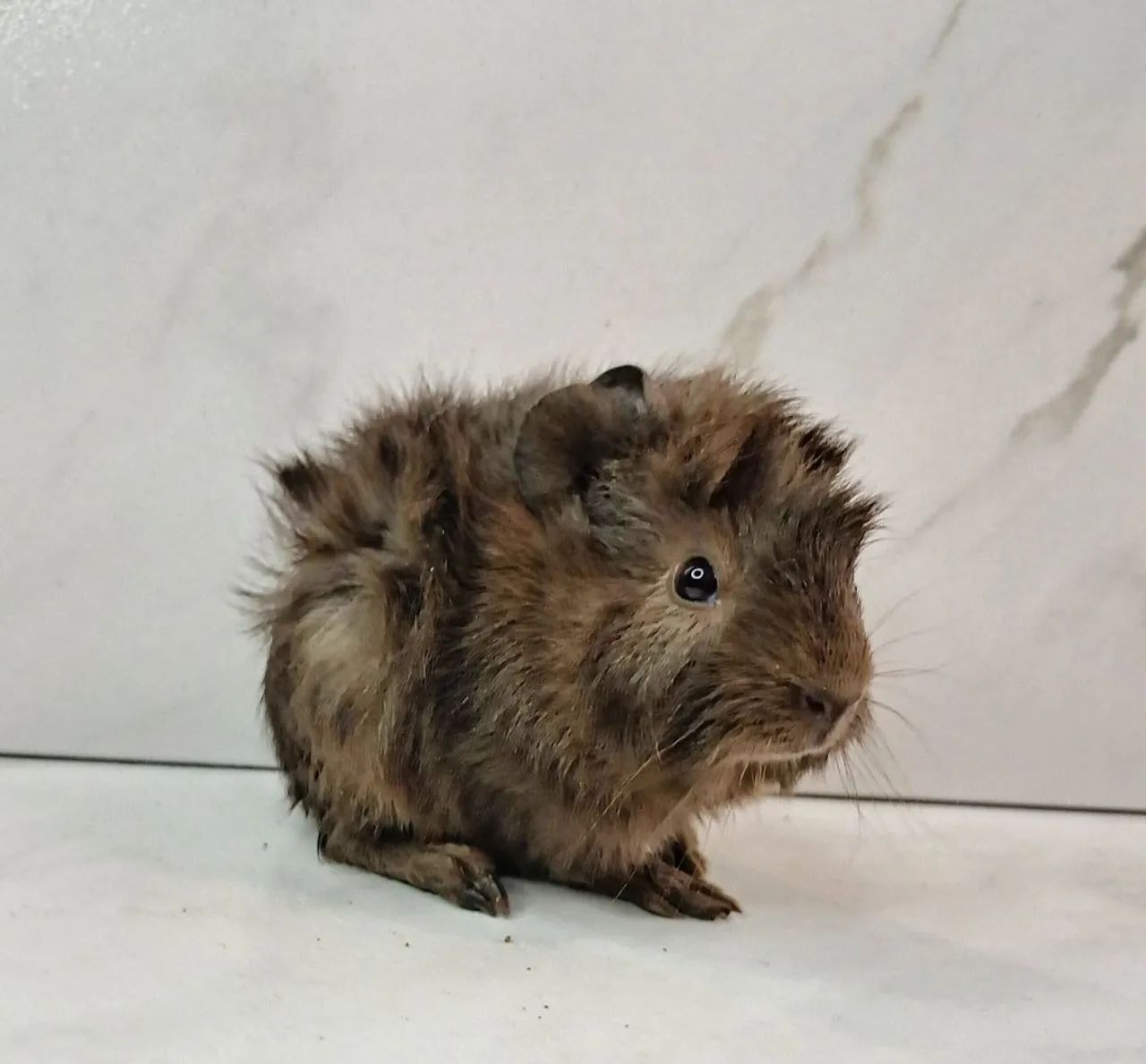 Porquinho da india - Foto 2