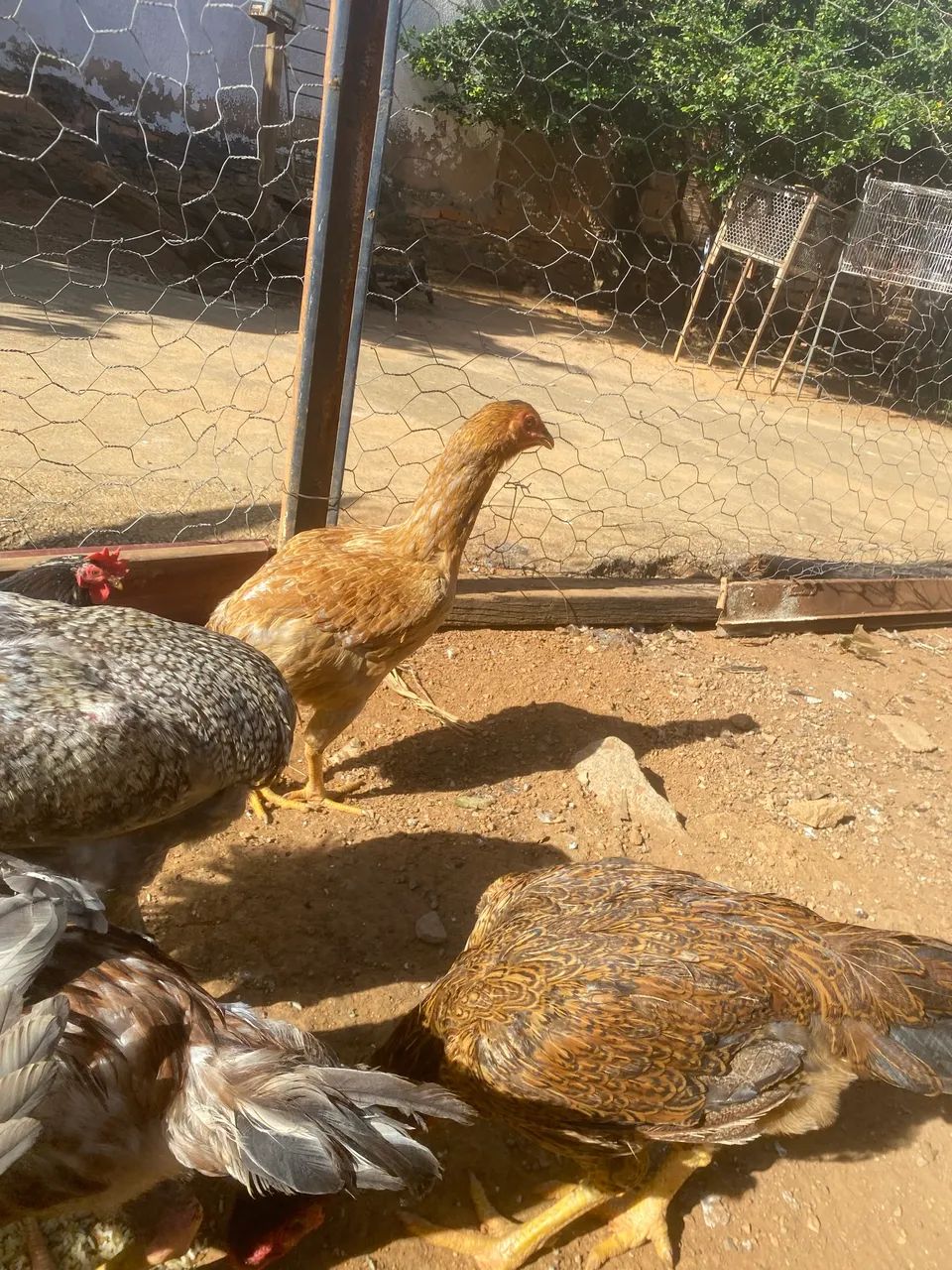 Galo Suro e três galinhas. - Foto 6