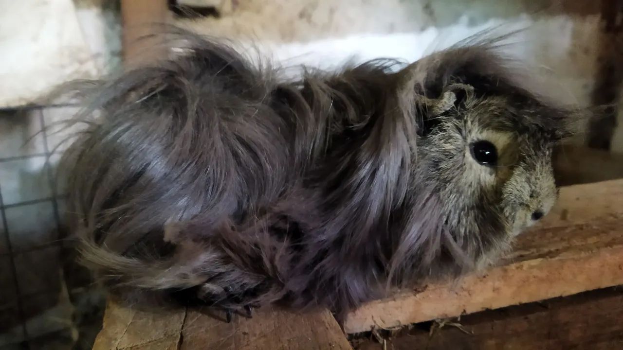 Porquinho da Índia (Preá) - Foto 6