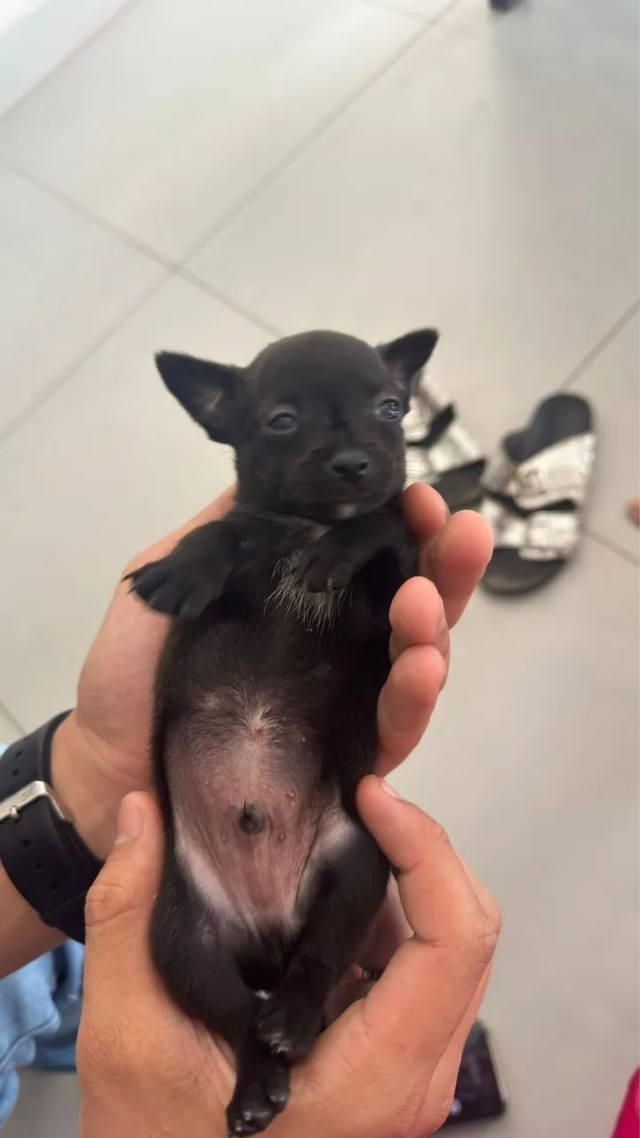 Cachorro pincher 