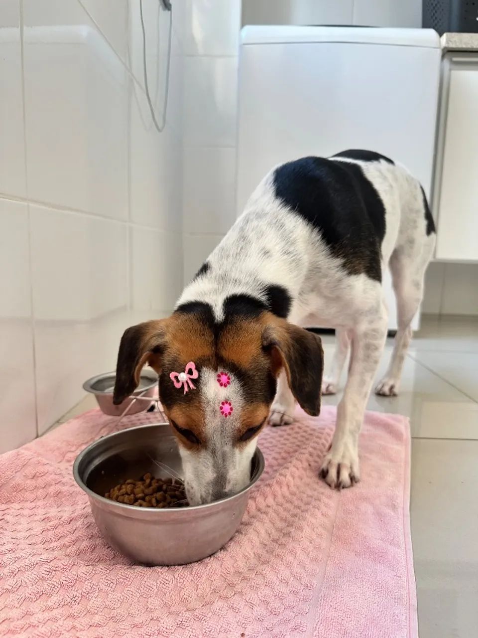 cachorro adoção - Foto 2