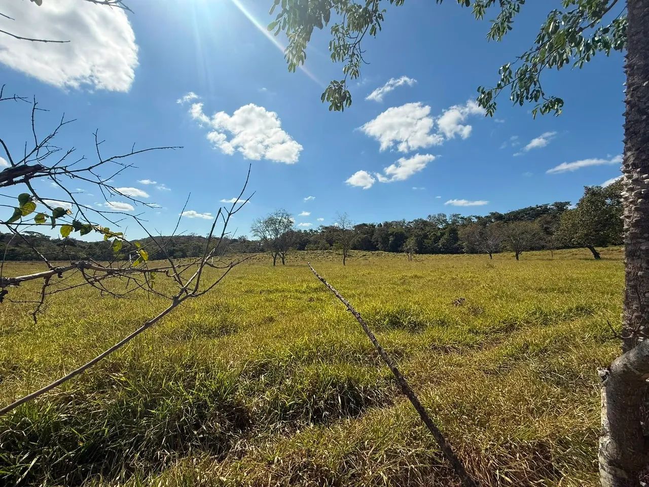 Fazenda toda formada  - Foto 4