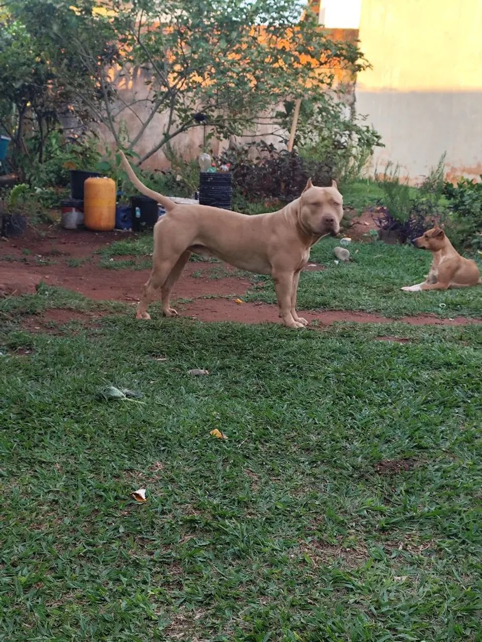Pit Bull  - Foto 5
