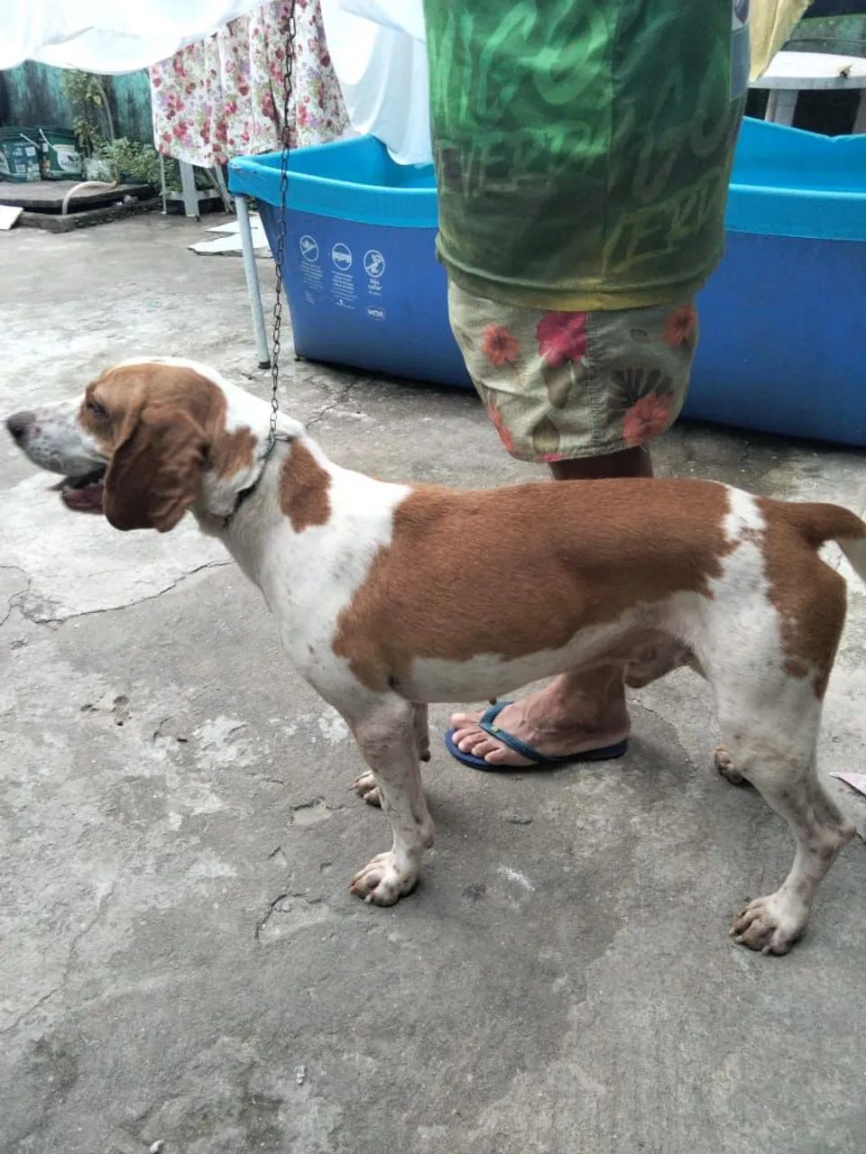Cachorro 
