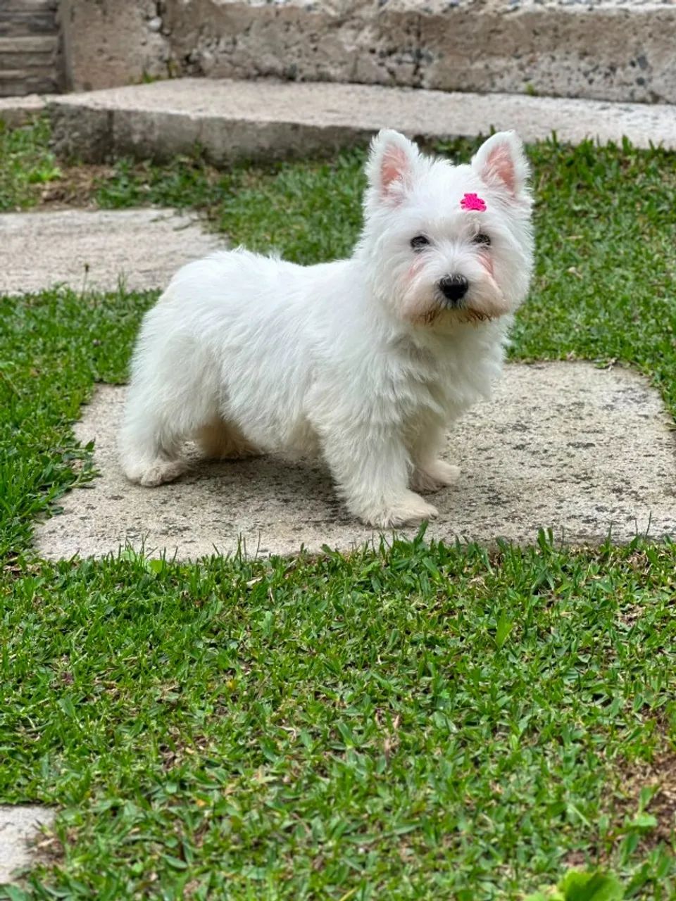 West Terrier 