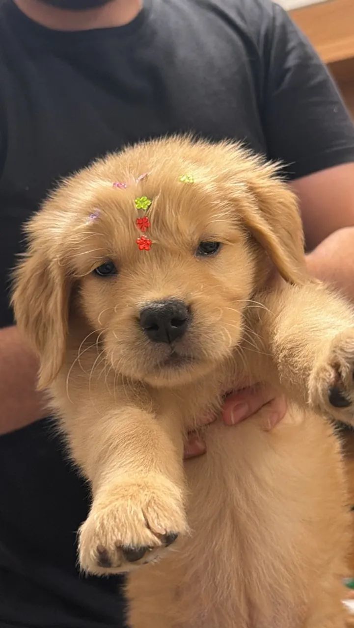 Golden Retriever - Foto 3