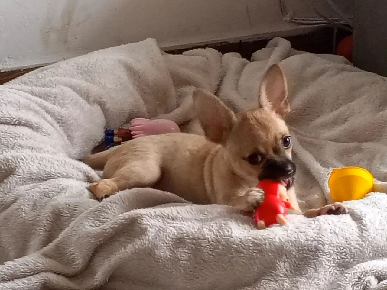 Bebê Chiuahua 