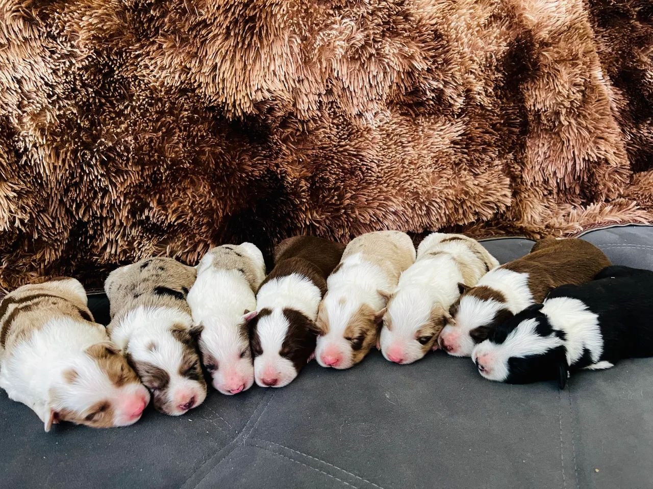 FILHOTES DE BORDER COLLIE
