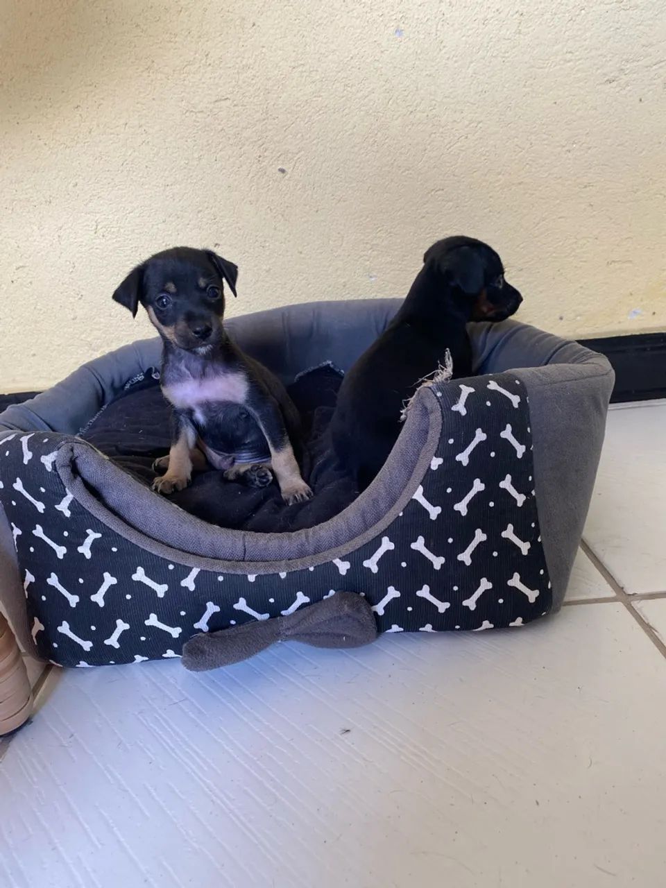 Pinscher 01 - Foto 3