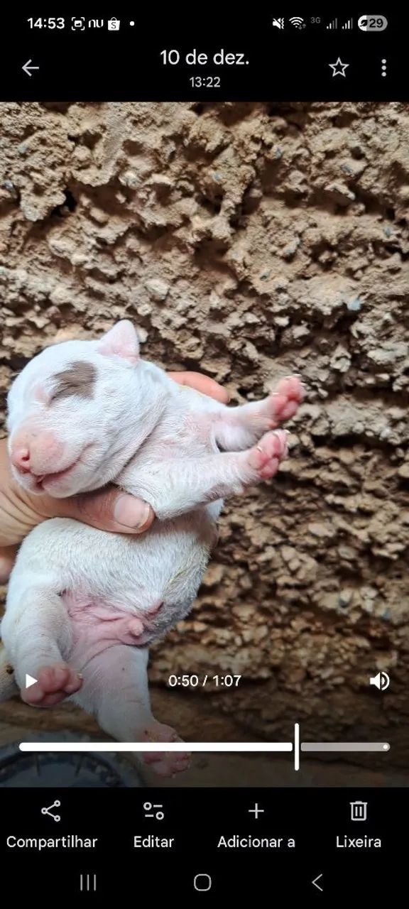 Filhote Pitbull  - Foto 5