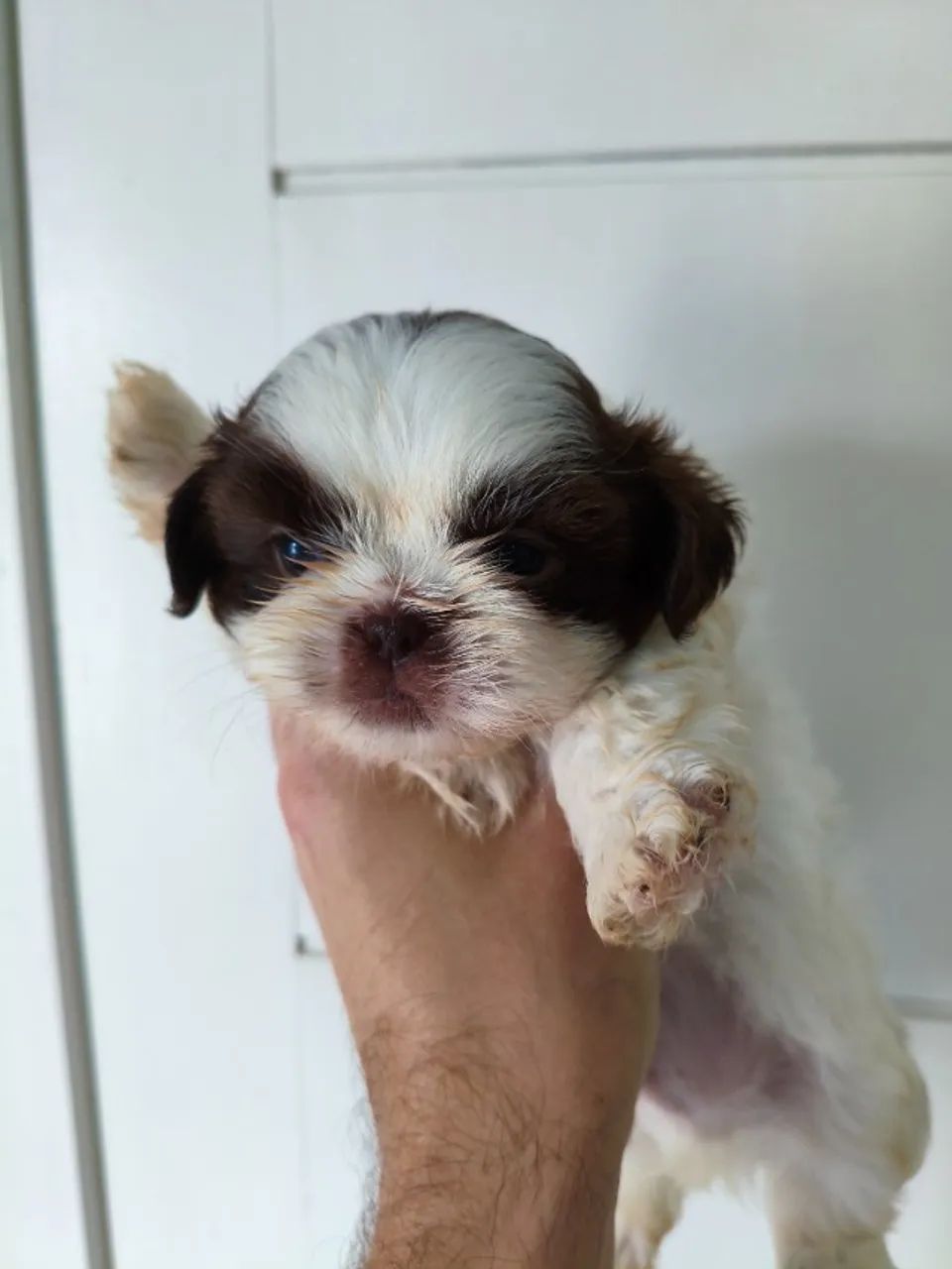 Lindos filhotes de Shih Tzu macho 