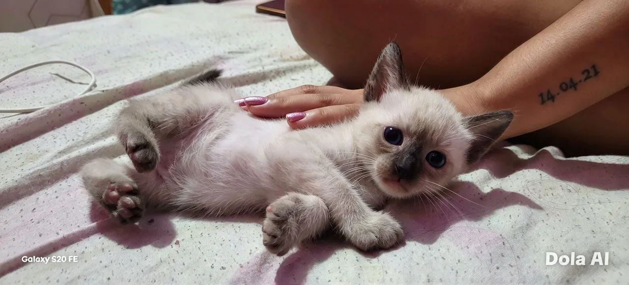 Gato macho  - Foto 3