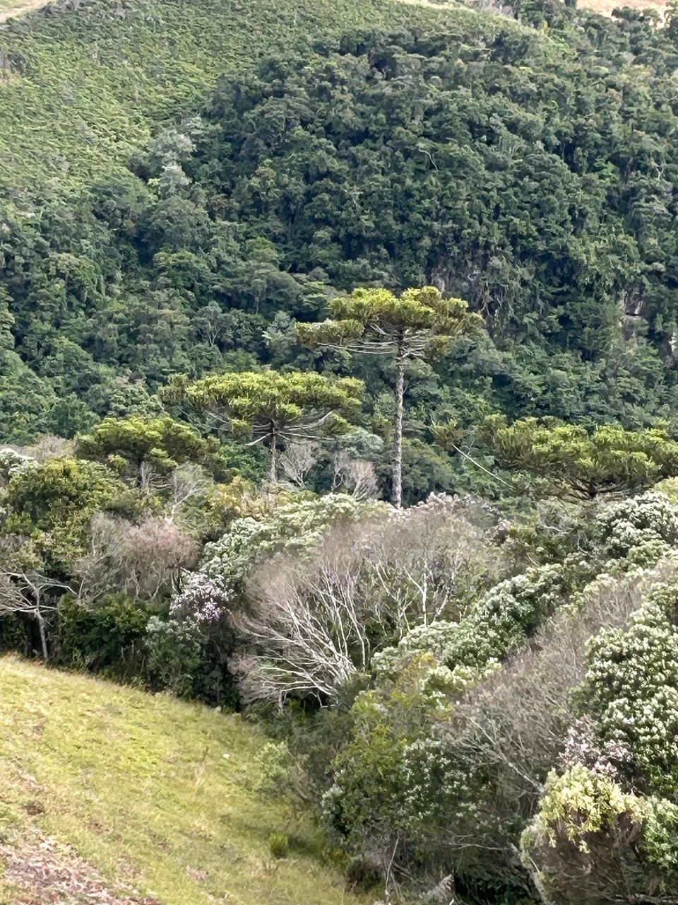 Chácara de Altitude - Boa Vista - Direto com o proprietário  - Foto 5