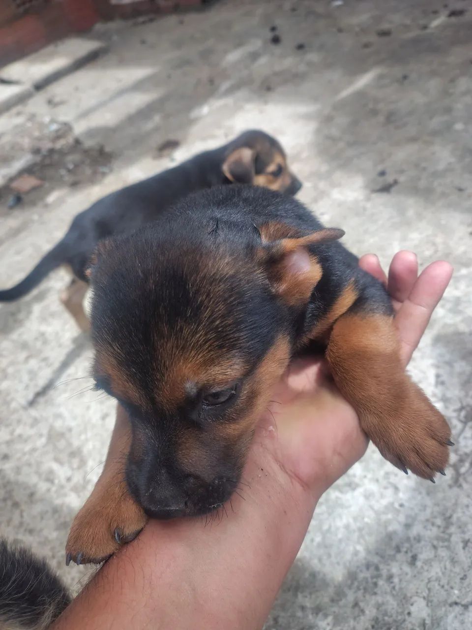 Pets para adoção  - Foto 5