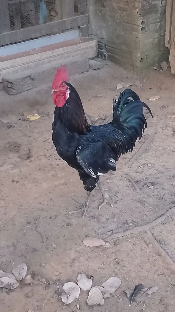 Galo Caipira - Foto 2