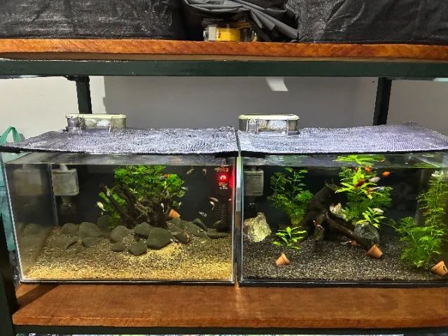 Aquário Completo Decoração, Plantas, Troncos, Filtro