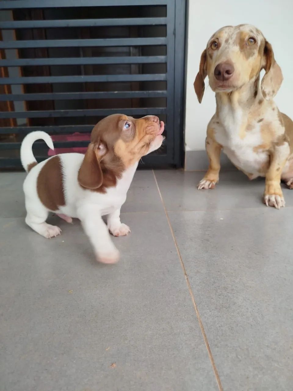Dachshund