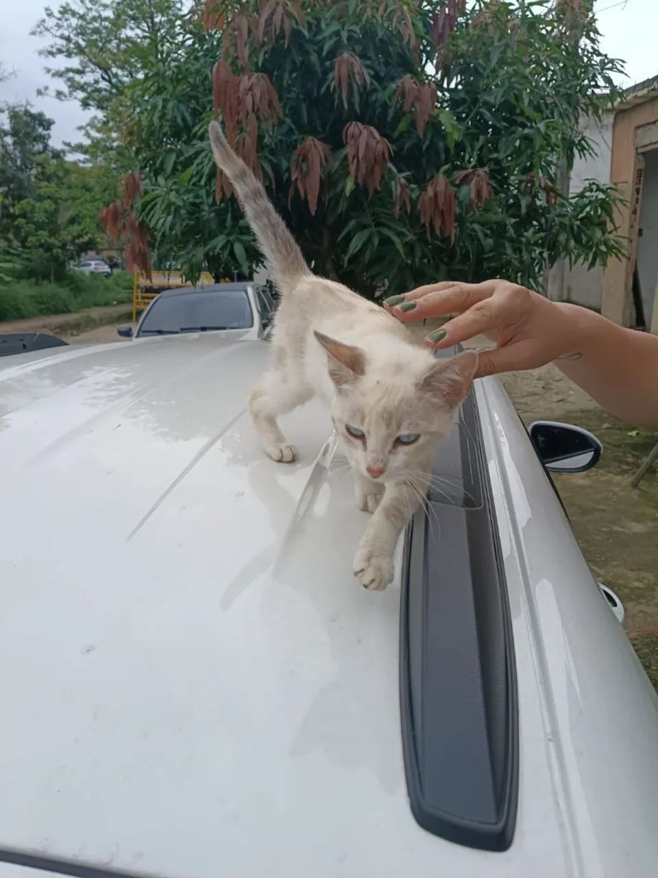 Gata para doação 