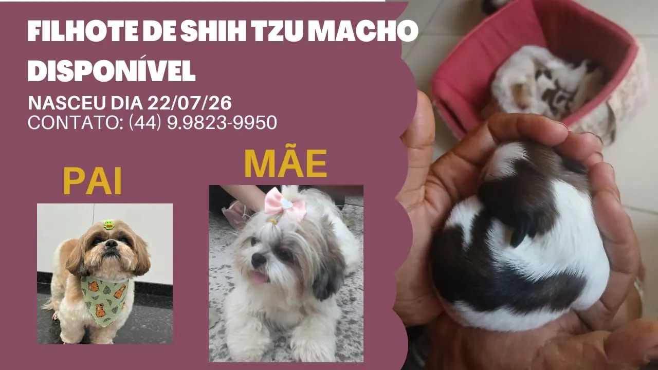 Shitzu macho * - Foto 2
