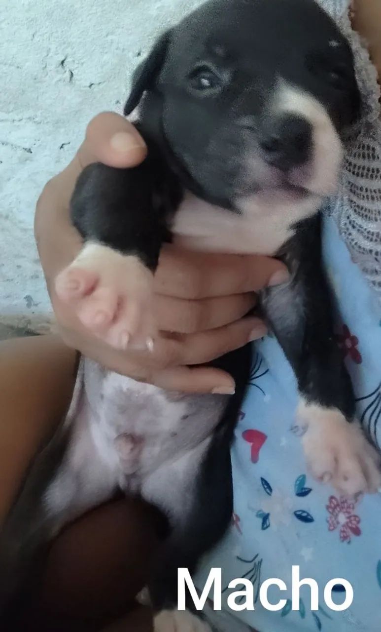 Filhotes de Pitbull  - Foto 5