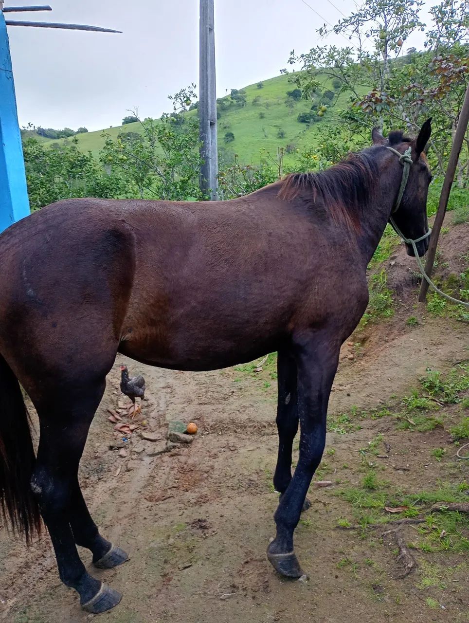 Potra mestiça mangalarga a venda - Foto 2