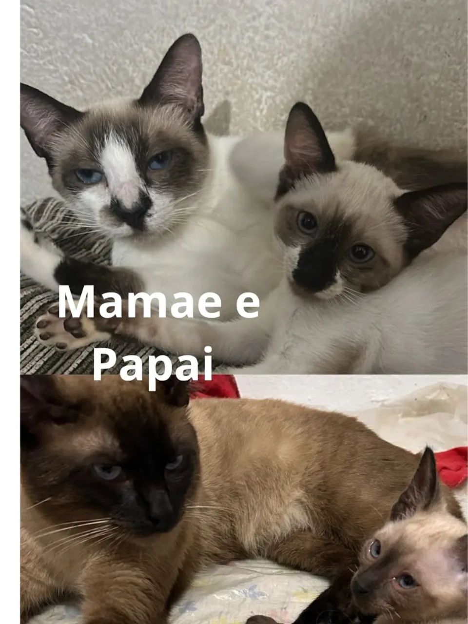 DOAÇÃO RESPONSÁVEL? - Foto 4