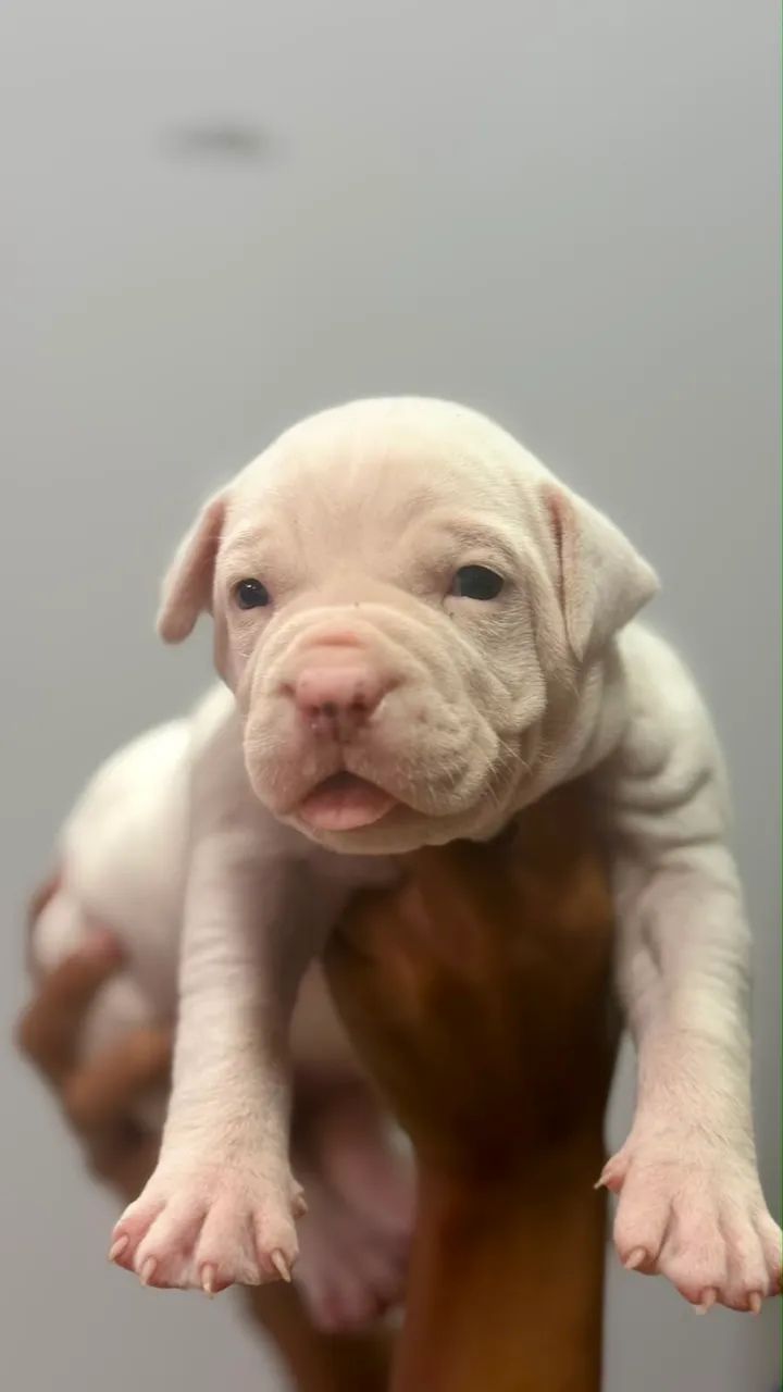 Pitbull 
