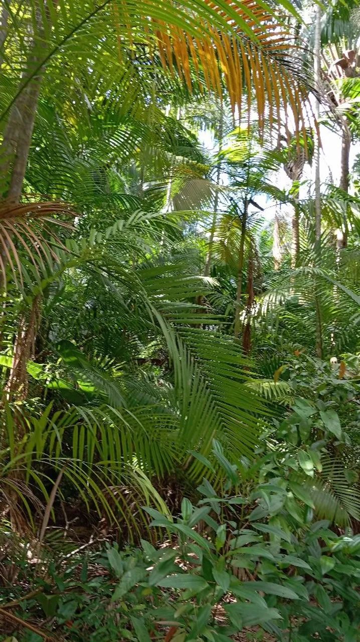 Terreno em Cotijuba  - Foto 3