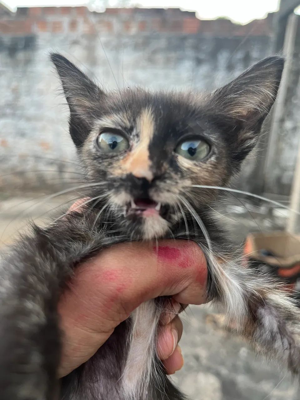 Gatinha pra doação  - Foto 2