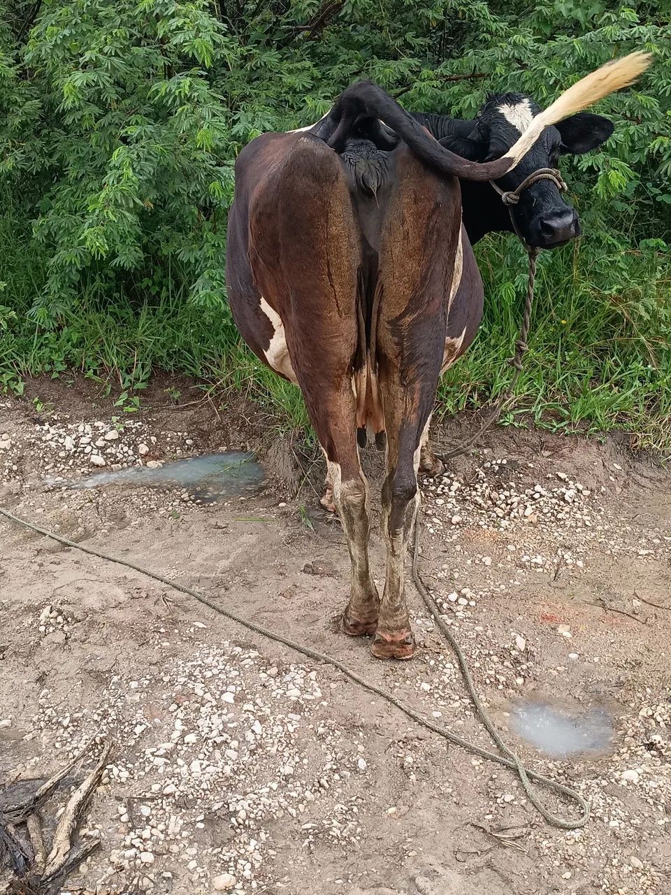 Vaca  - Foto 4