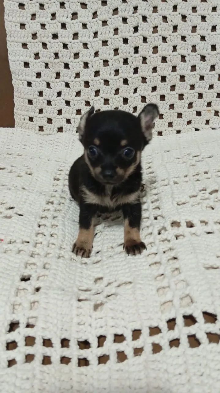 Pincher macho zero  - Foto 3