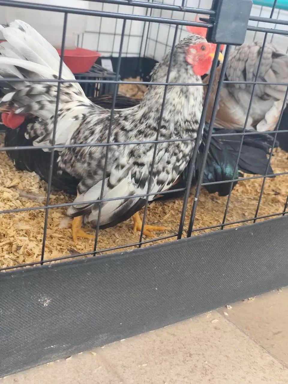 Nagasaki Galo - Foto 5