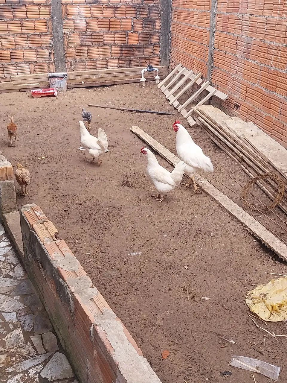 Galinha garnize - Foto 3