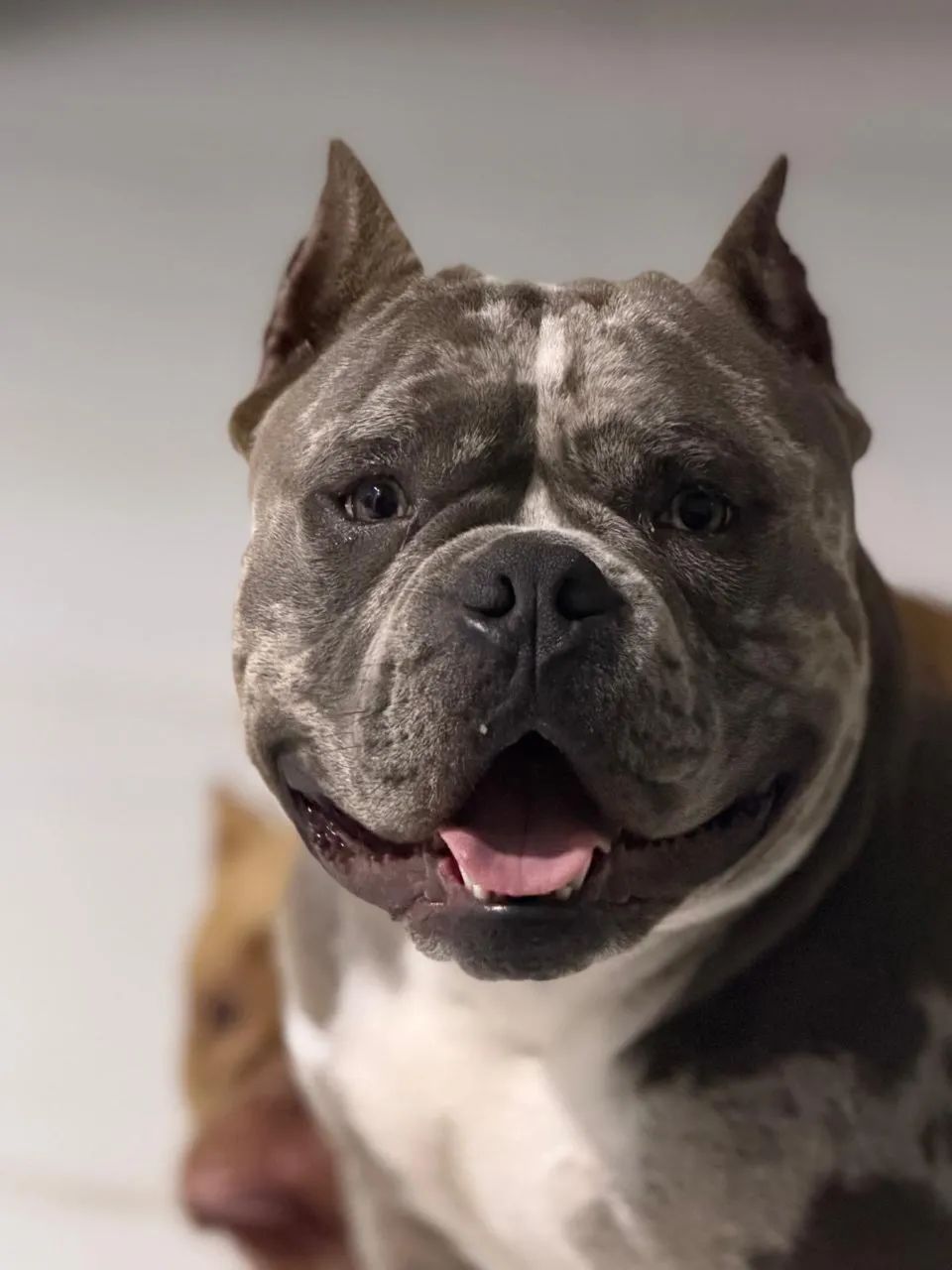 Cachorro - Foto 2