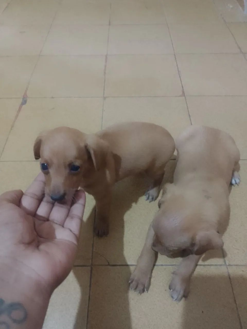 Vendo Pincher  - Foto 4