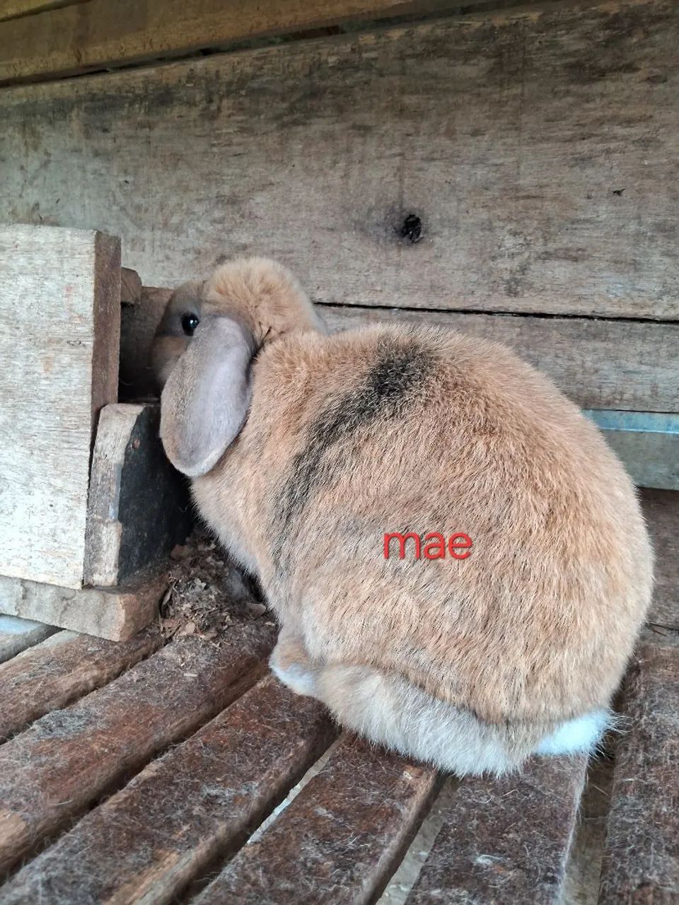 Filhote femea de mini lop - Foto 2