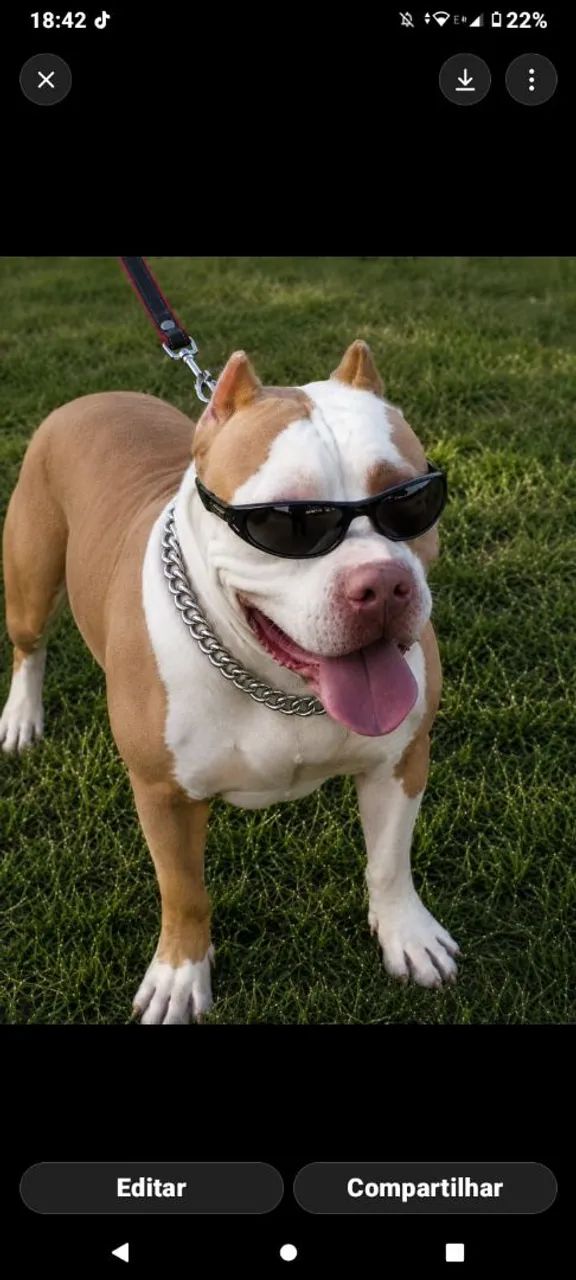 Cachorro