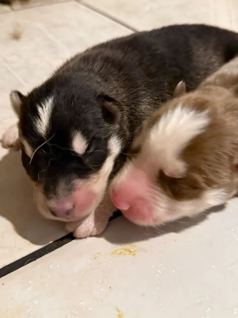 Husky  - Foto 4
