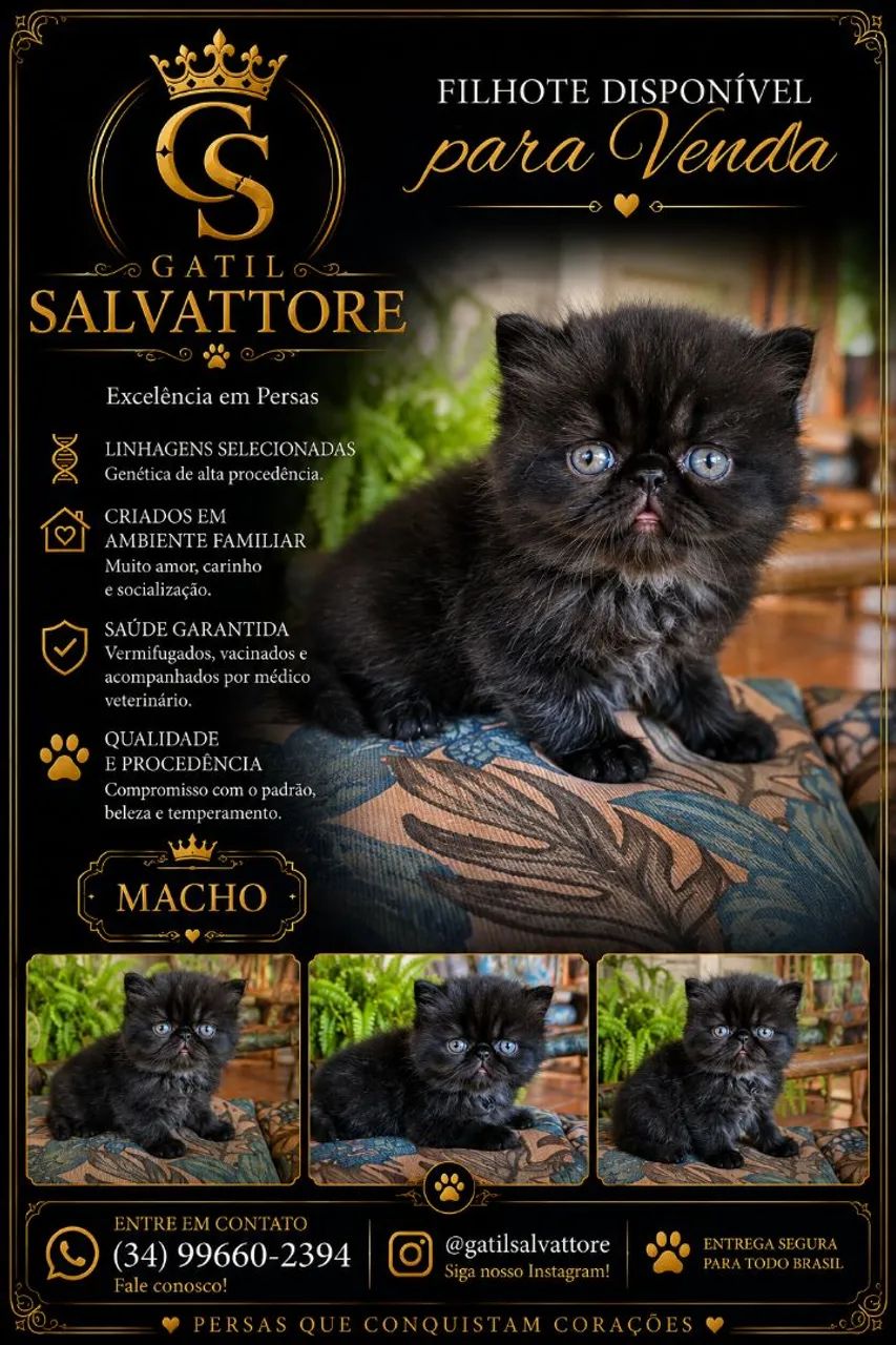 Persa Filhote Macho