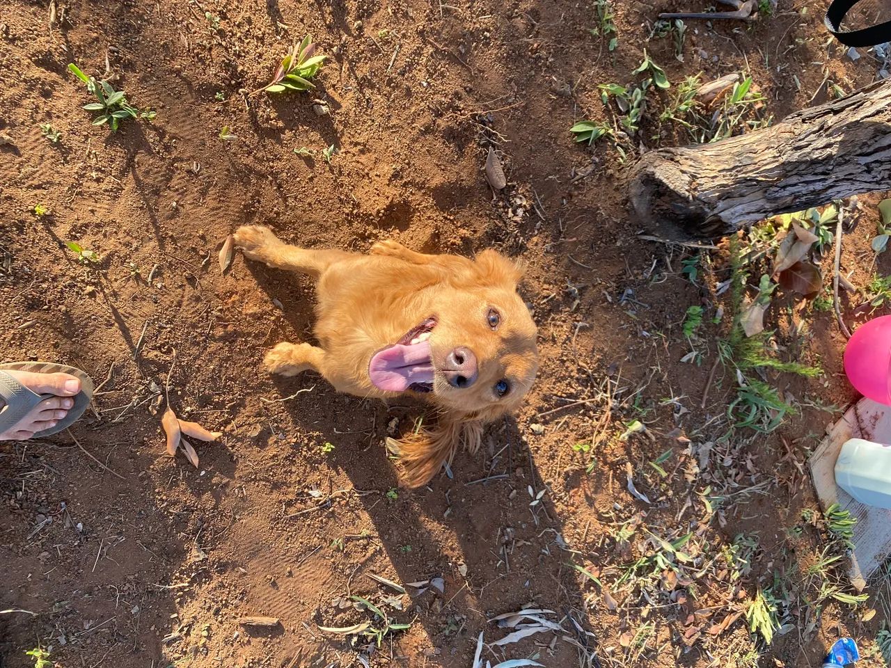 Cachorro Macho  - Foto 3