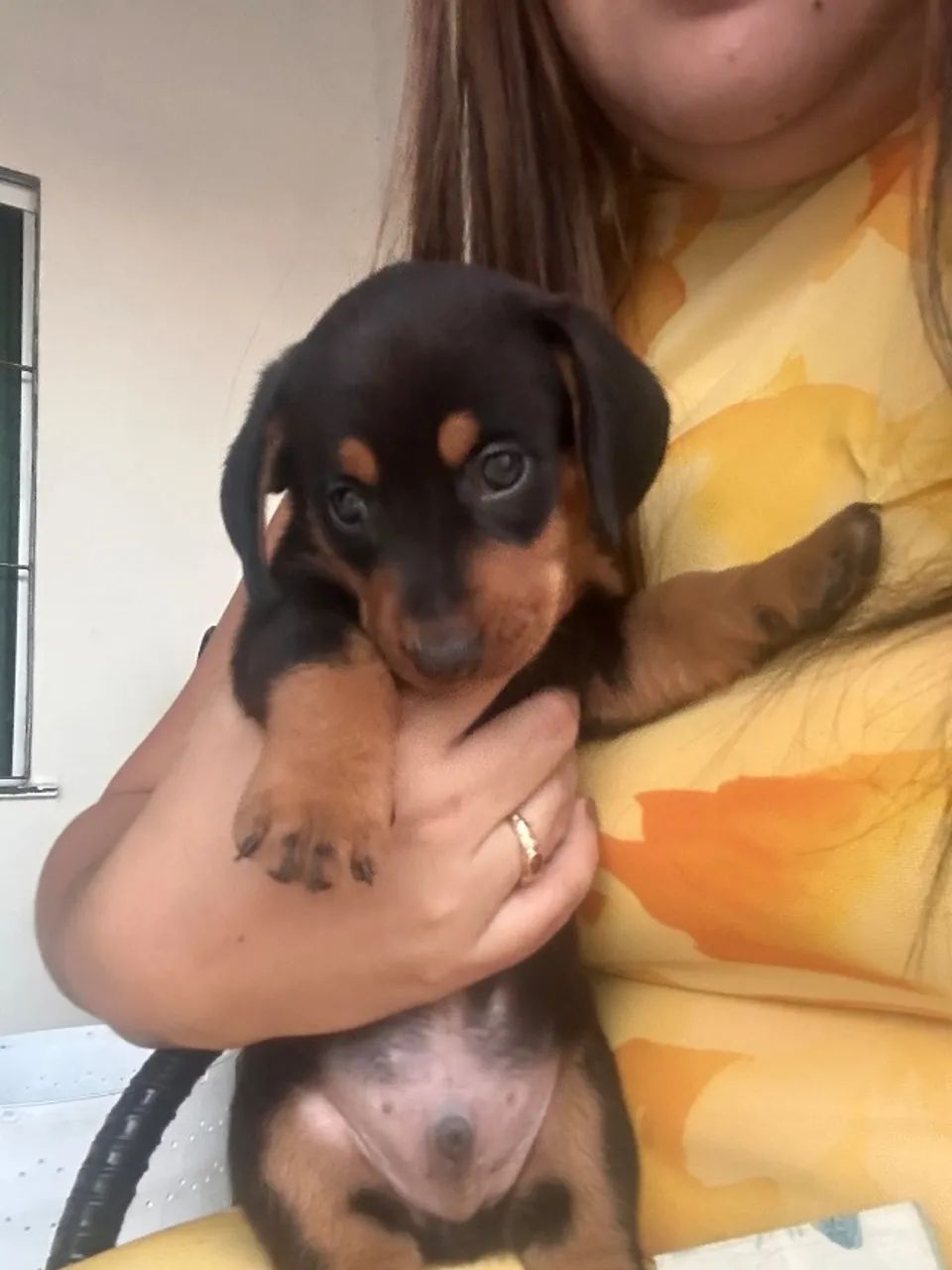 Cachorro Salsicha  - Foto 5