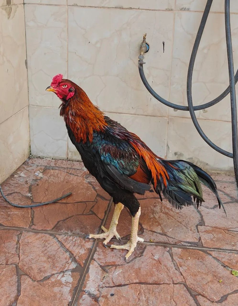 Frango Tailandês com Ganoi 10 meses