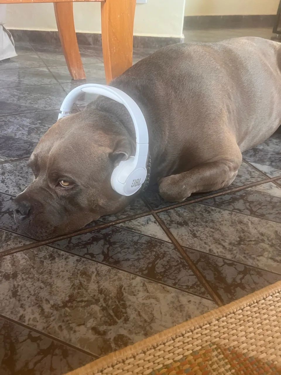 Cachorro 