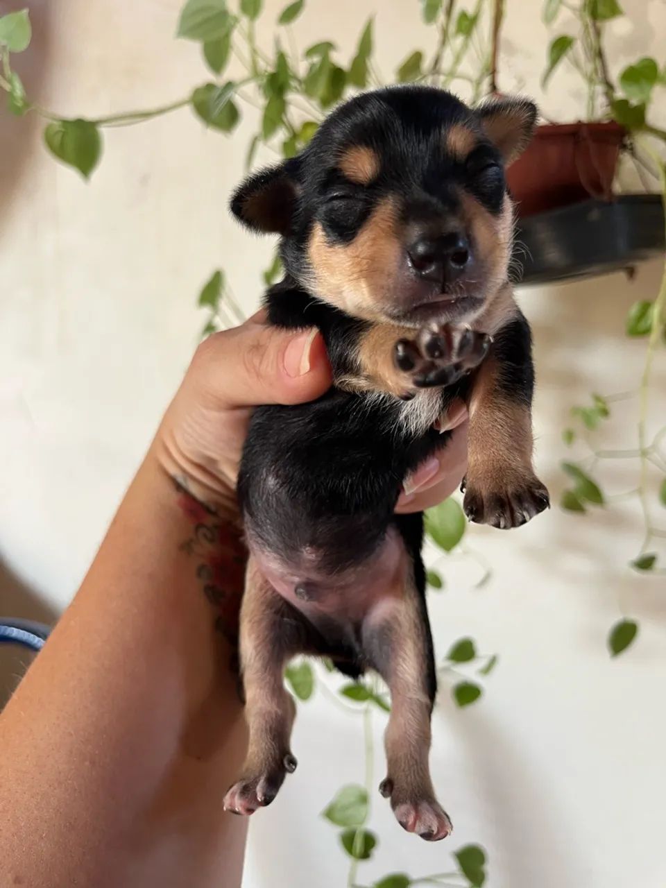 Pinscher Macho Canela Seca  - Foto 2