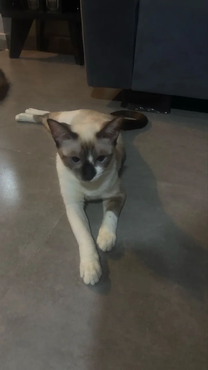 Adoção Responsável  - Foto 2