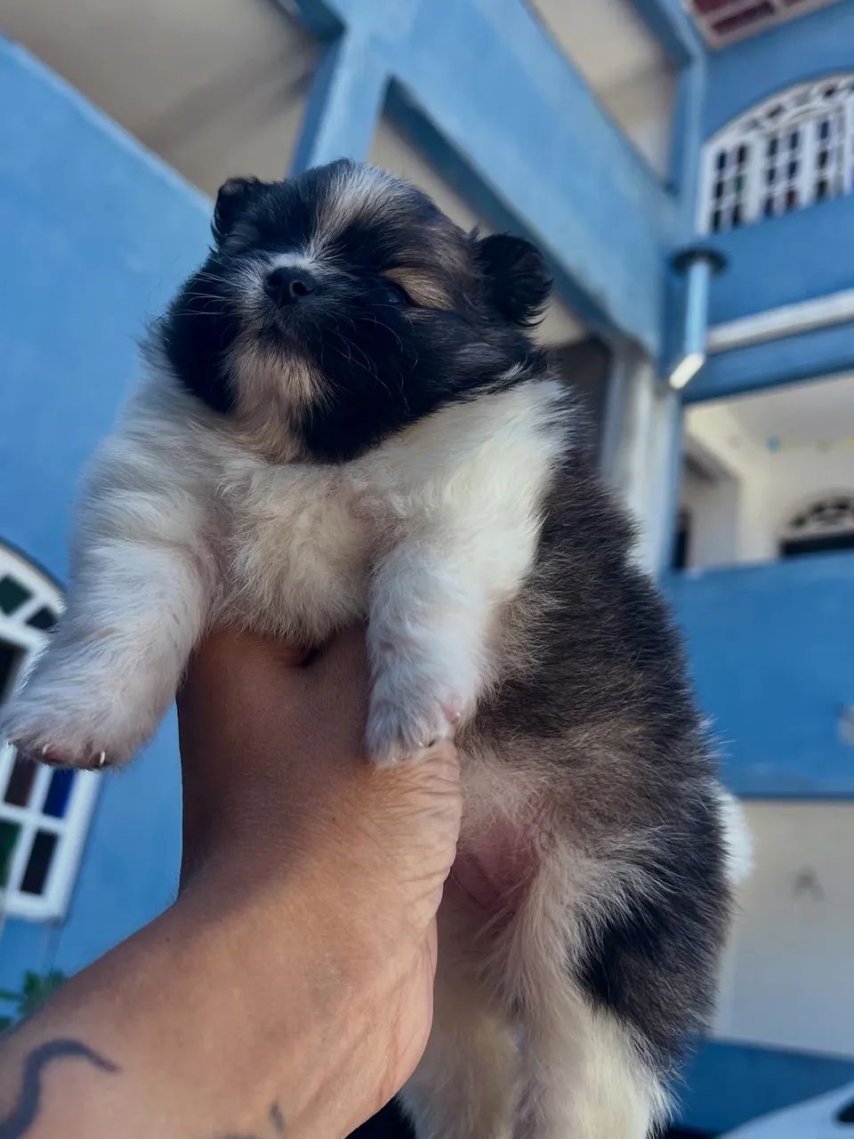 Spitz alemão anão 