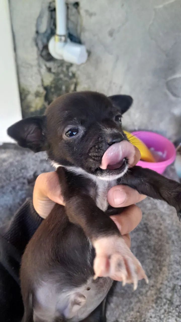 Doação 