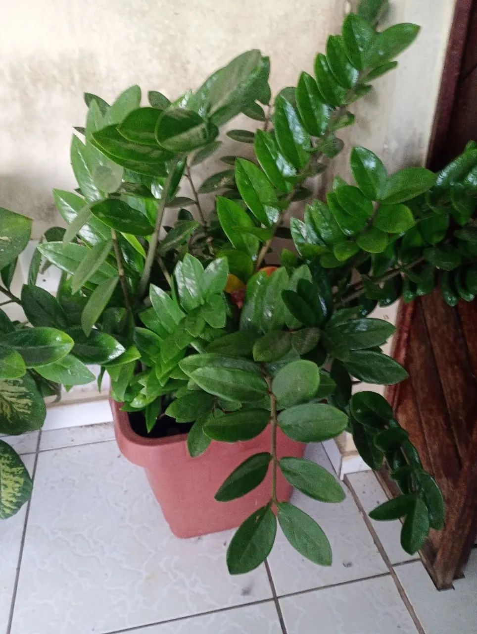 Lindas plantas naturais - Foto 2
