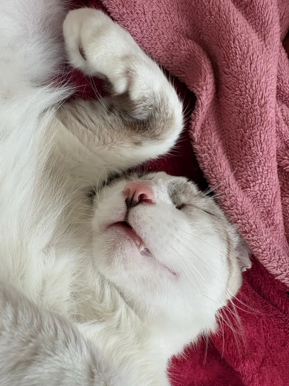 Gato para adoção  - Foto 3