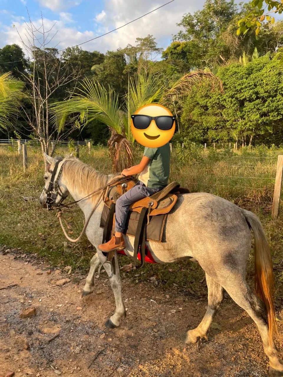 Cavalo Petiço  - Foto 2